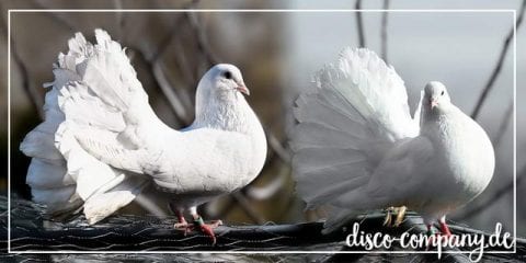 Hochzeitstauben